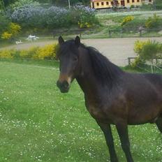 Anden særlig race Darling