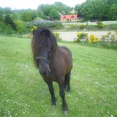 Anden særlig race Darling