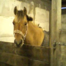 Anden særlig race ribena