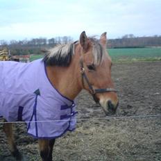 Anden særlig race ribena