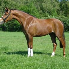 Welsh Cob (sec D) Eilien *Solgt*