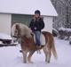 Haflinger Liz. Wallie