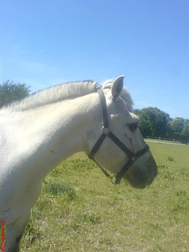 Fjordhest Figgo  - dejligt vejr ! (: billede 5