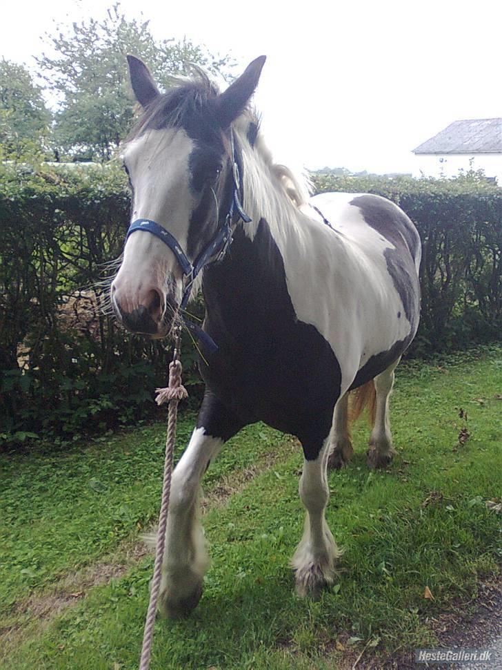 Irish Cob Isabelle billede 1