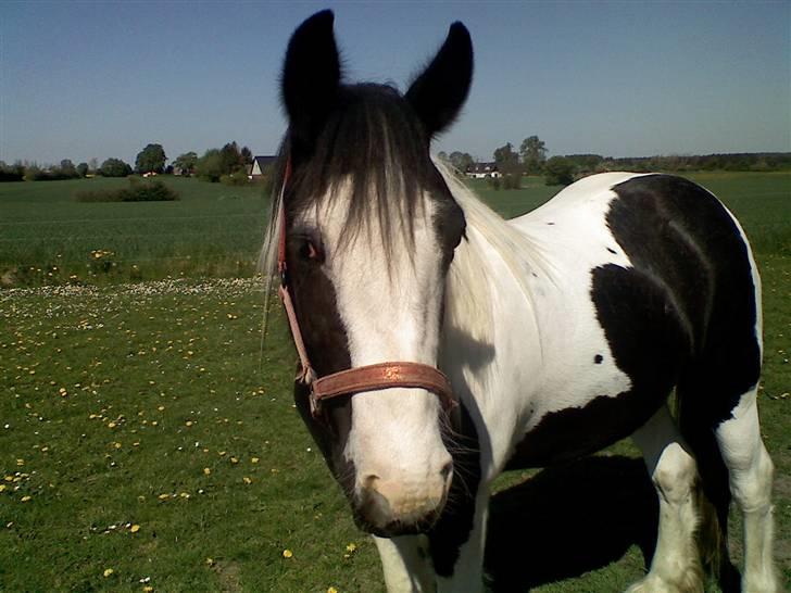Irish Cob Isabelle billede 2