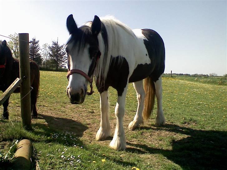 Irish Cob Isabelle billede 3
