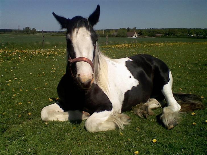 Irish Cob Isabelle billede 4