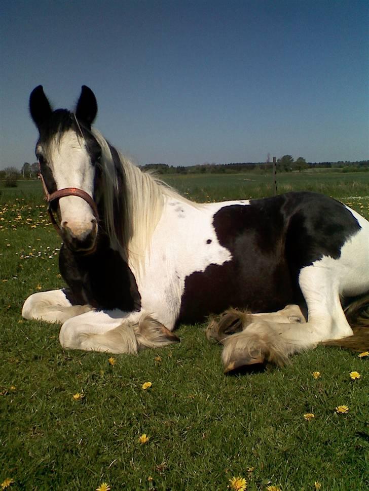 Irish Cob Isabelle billede 5