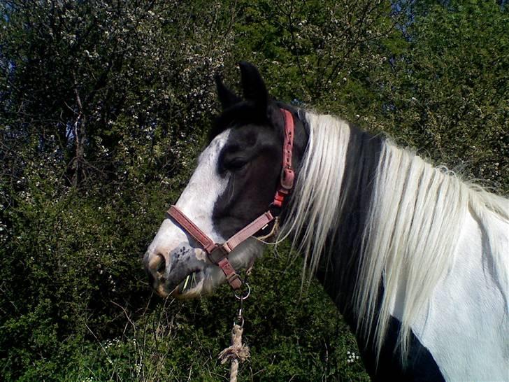 Irish Cob Isabelle billede 6
