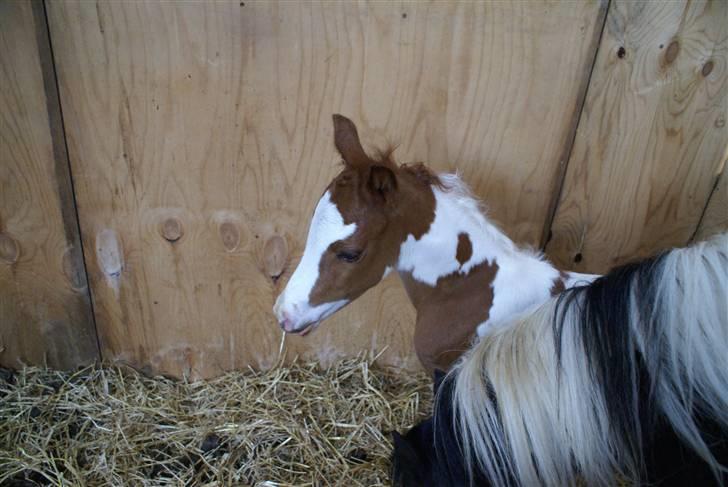 DSP Ahorns ???? billede 7