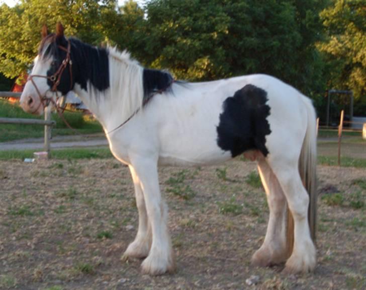 Irish Cob Egehøj`s Piano  - 05.06.08 billede 18