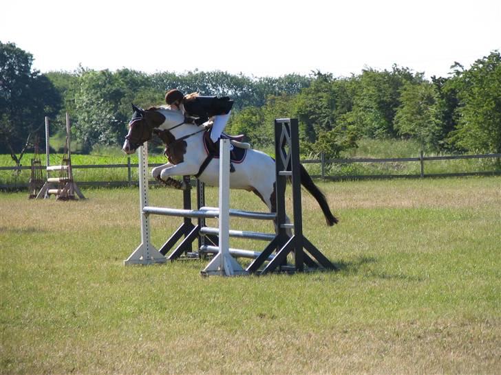 Anden særlig race Prins Engholm - løgstrup billede 14