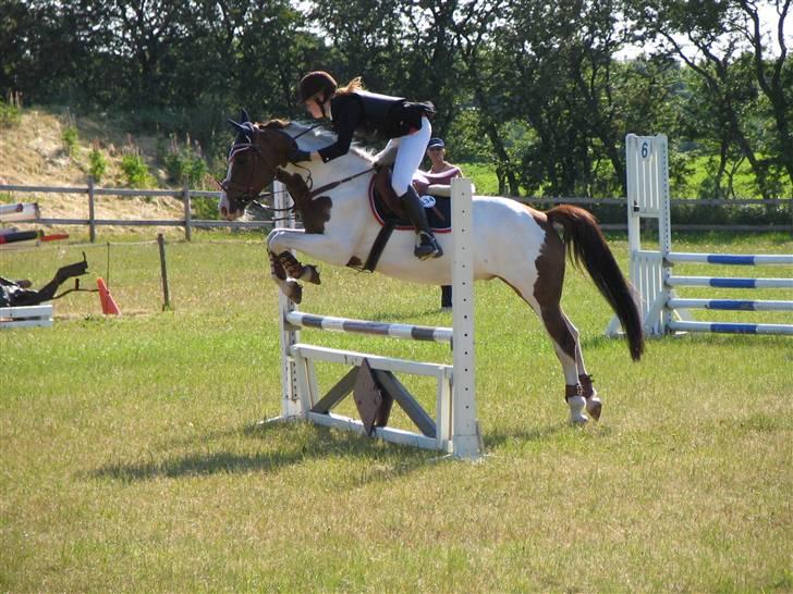 Anden særlig race Prins Engholm - Løgstrup billede 15
