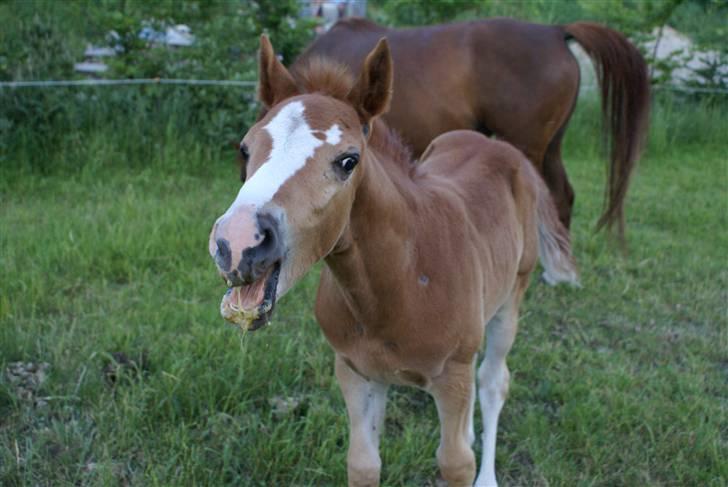 DSP ahorns dress code billede 19