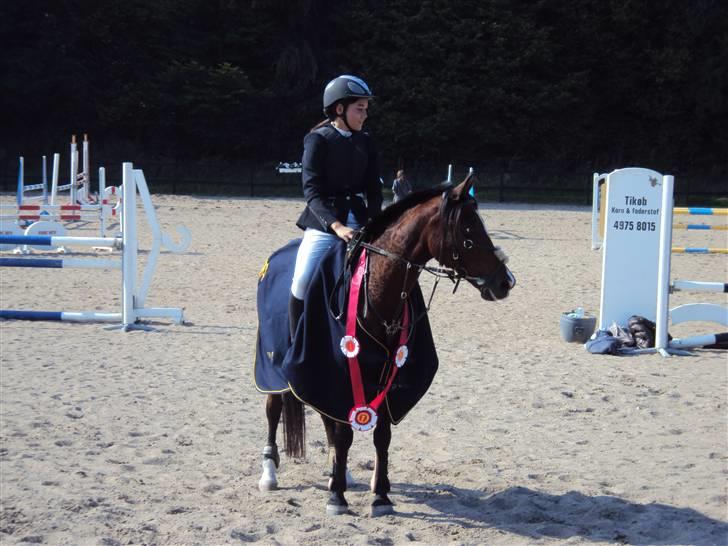 Hollandsk Sportspony Domenique. *b-pony* - 1) Velkommen til domeniques profil. Læg en kommentar, og smid en bedømmelse. NSR klubmester 09. billede 1