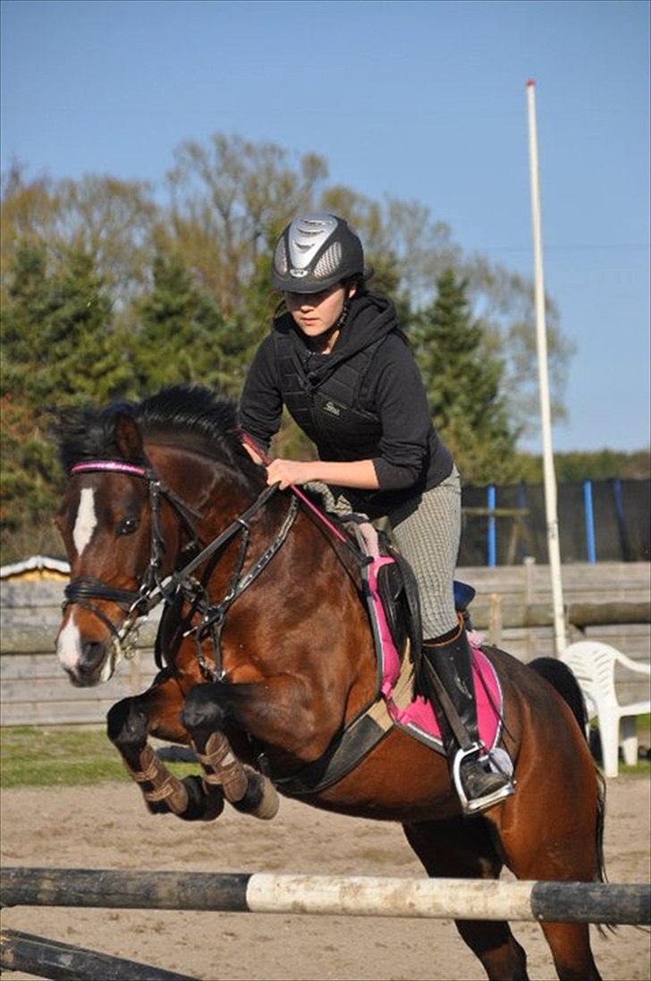 Hollandsk Sportspony Domenique. *b-pony* - 5) Træning. Nu på lillesøsters pony. :) billede 5