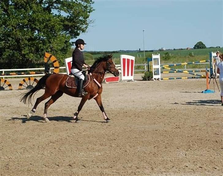 Hollandsk Sportspony Domenique. *b-pony* - 6) Domenique igang med sin MB. (: billede 6
