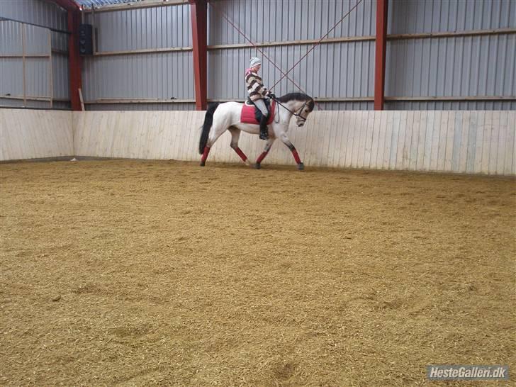 DSP Blanke - Solgt - lille tut gør sig lækker.. billede 4