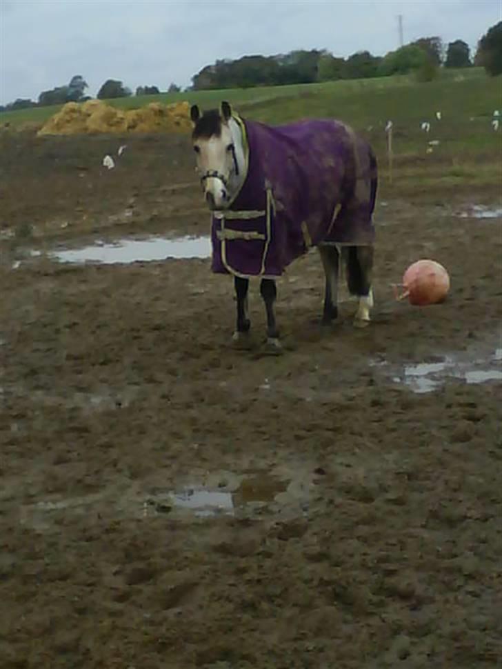 DSP Blanke - Solgt - blanke skat så smuk du er billede 5