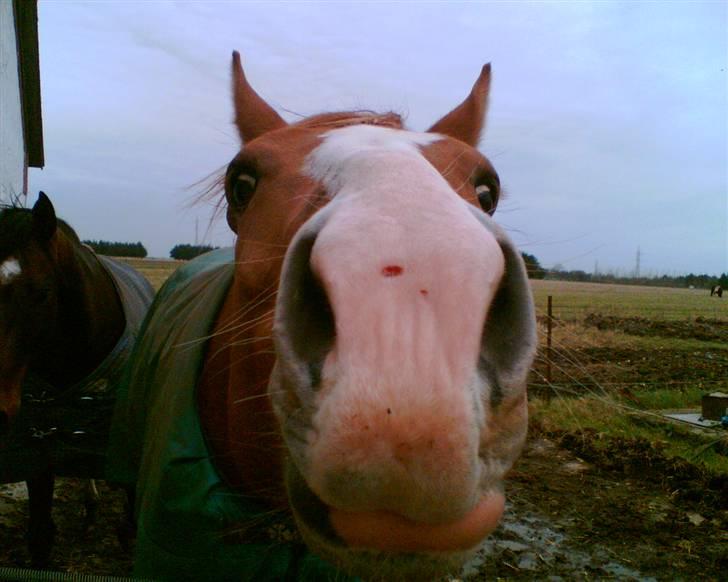 Hollandsk Varmblod Tina HL   SOLGT billede 6