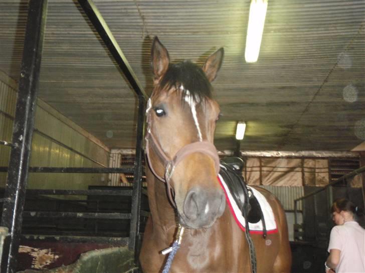 Holstener Horn's Lincoln " R.I.P.<3 - han er ved af blive sadlet op billede 1