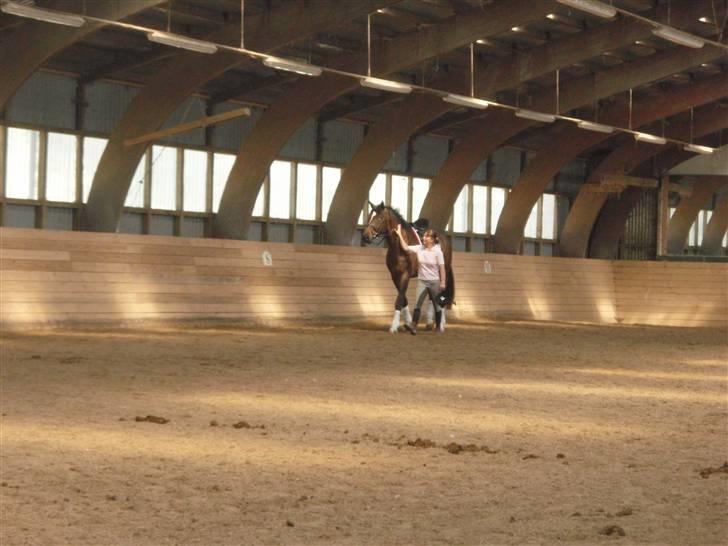 Holstener Horn's Lincoln " R.I.P.<3 - han skridter varm billede 2