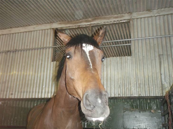 Holstener Horn's Lincoln " R.I.P.<3 - jeg er sur billede 3