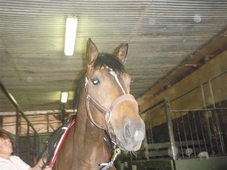 Holstener Horn's Lincoln " R.I.P.<3 - heeij :D billede 4