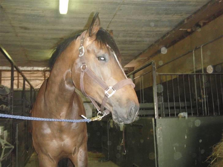 Holstener Horn's Lincoln " R.I.P.<3 - er der noget derhende billede 5