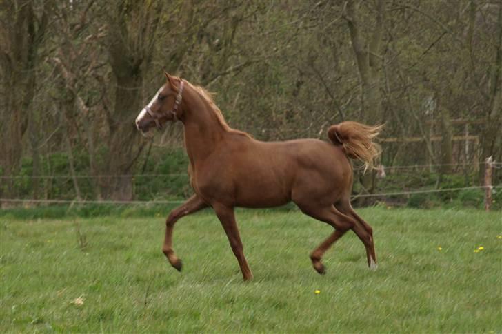 Arabisk fuldblod (OX) FE Chester - SOLGT billede 19