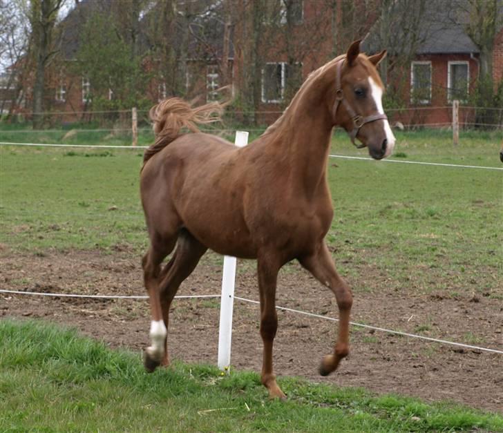 Arabisk fuldblod (OX) FE Chester - SOLGT billede 20