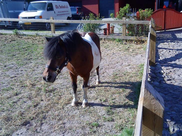 Shetlænder Valdemar!<3 (L' ILY!<3  - Valle på marken ;D billede 1
