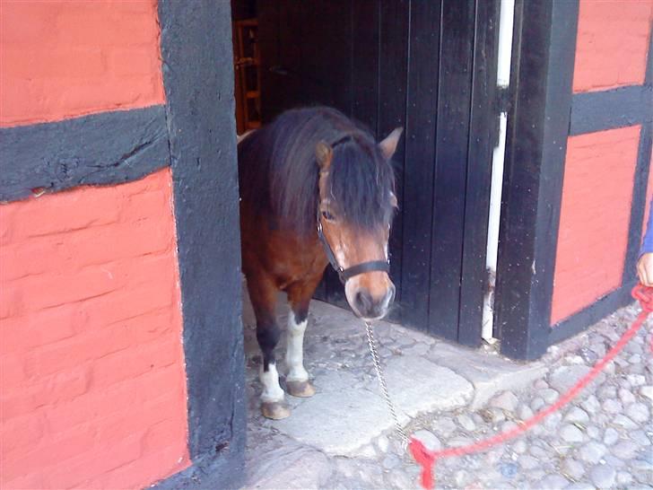 Shetlænder Valdemar!<3 (L' ILY!<3  - valle  på vej ud af døren<3;D (L´ billede 2
