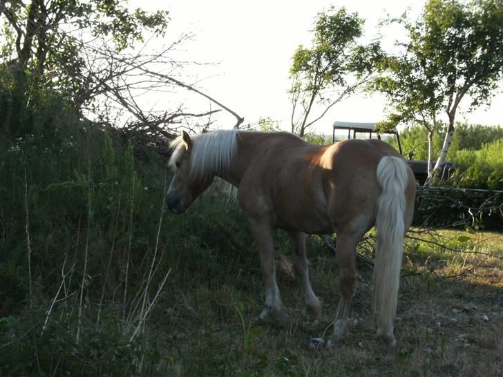 Haflinger Freja (Vera) (solgt) - Freja hjemme hos os selv billede 8