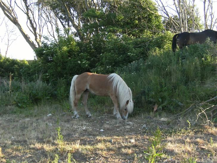 Haflinger Freja (Vera) (solgt) - Freja på fold billede 9