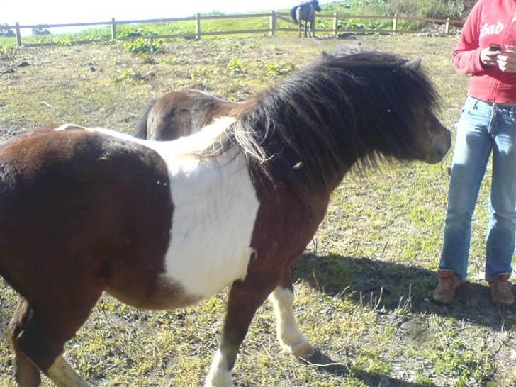 Shetlænder Valdemar!<3 (L' ILY!<3  - Valle vil have godbidden<3;D billede 3