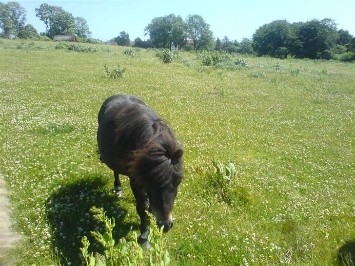 Shetlænder Bølle<3(L' ILY <3 - bølle på folden<33 Han er super!<33   billede 1