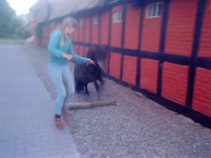 Shetlænder Bølle<3(L' ILY <3 - Annika og Bølle springer lidt ;D   billede 2