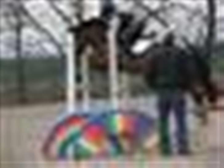 Anden særlig race Miss Anton*savnes* - hehe tom står lige i !!!!! billede 11