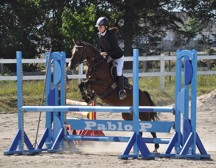 Hollandsk Sportspony Domenique. *b-pony* - 8) HSK, 2010. :) billede 8