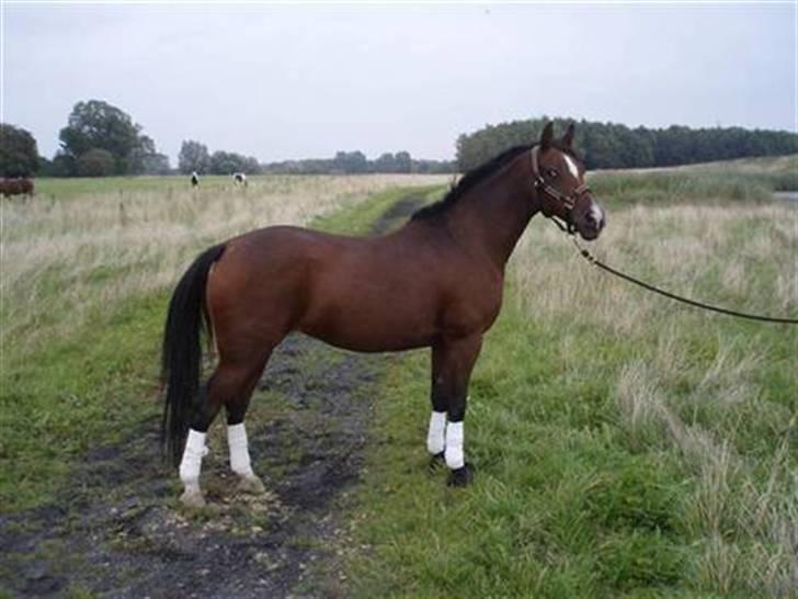 Hollandsk Sportspony Domenique. *b-pony* - 10)  billede 10