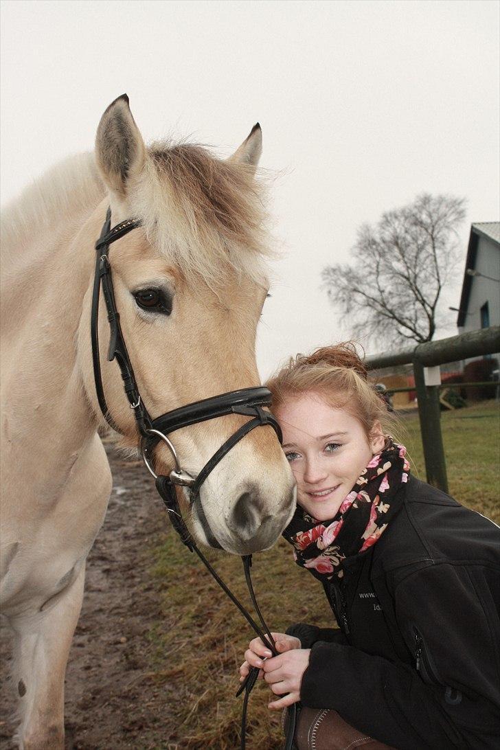 Fjordhest Faldborgs Sofie  - min bedste ven :i billede 2
