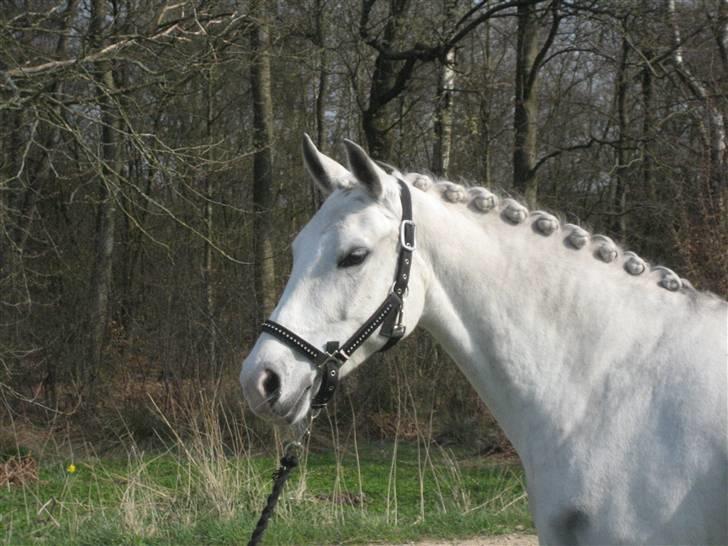 DSP Tovdal's Moonlight SOLGT - skønneste hest! i: billede 1