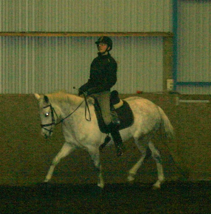 DSP Tovdal's Moonlight SOLGT - tovdal´s moonlight & louise kloster d; haha. letridning, flot :D billede 2