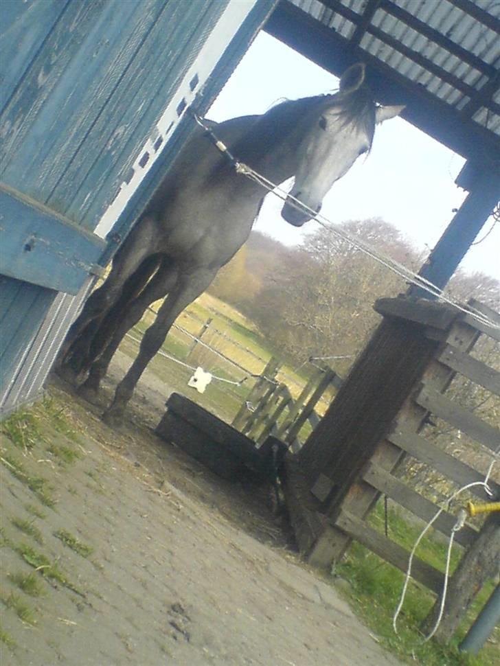 Pura Raza Española Janeda billede 7