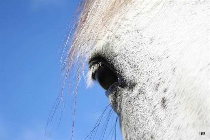 Pura Raza Española Janeda billede 8