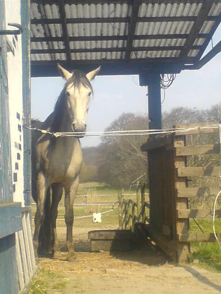 Pura Raza Española Janeda billede 10