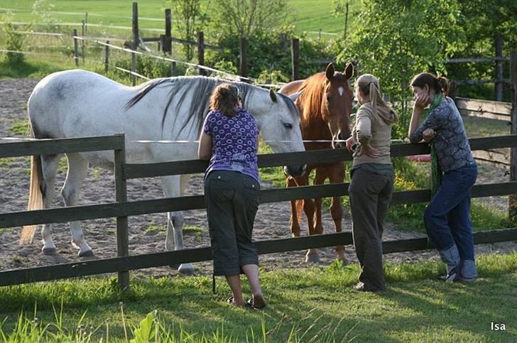 Pura Raza Española Janeda billede 11