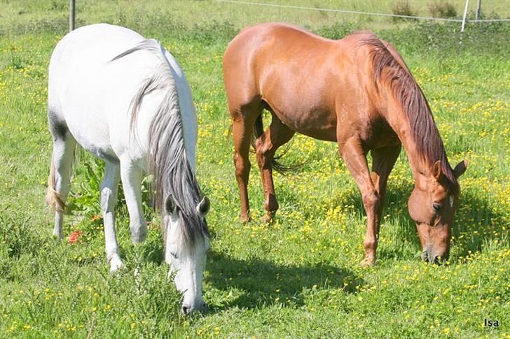 Pura Raza Española Janeda billede 12