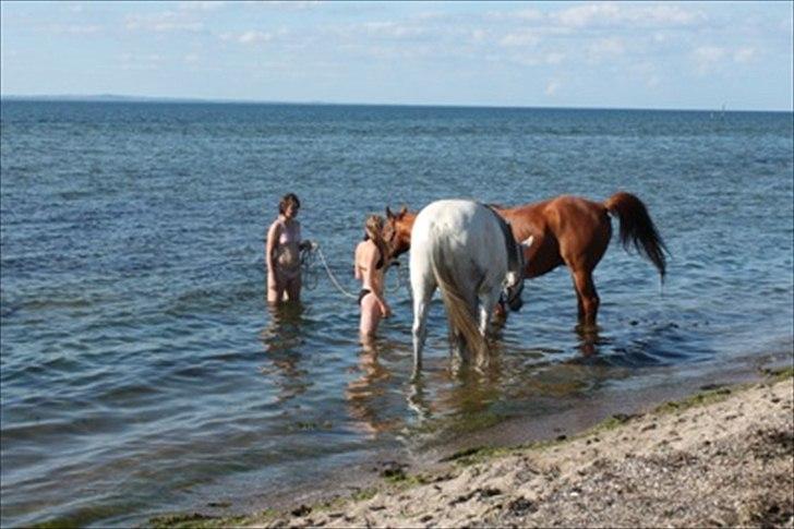 Pura Raza Española Janeda billede 13